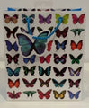 Bag Gift Medium Ozcorp Butterflies