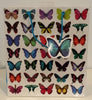 Bag Gift Large Ozcorp Butterflies