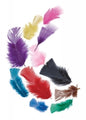 Craft Feathers Tropical 20Gm Asstd Colours