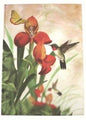 Notebook C/Land A4 Case Bound  Hummingbird 2